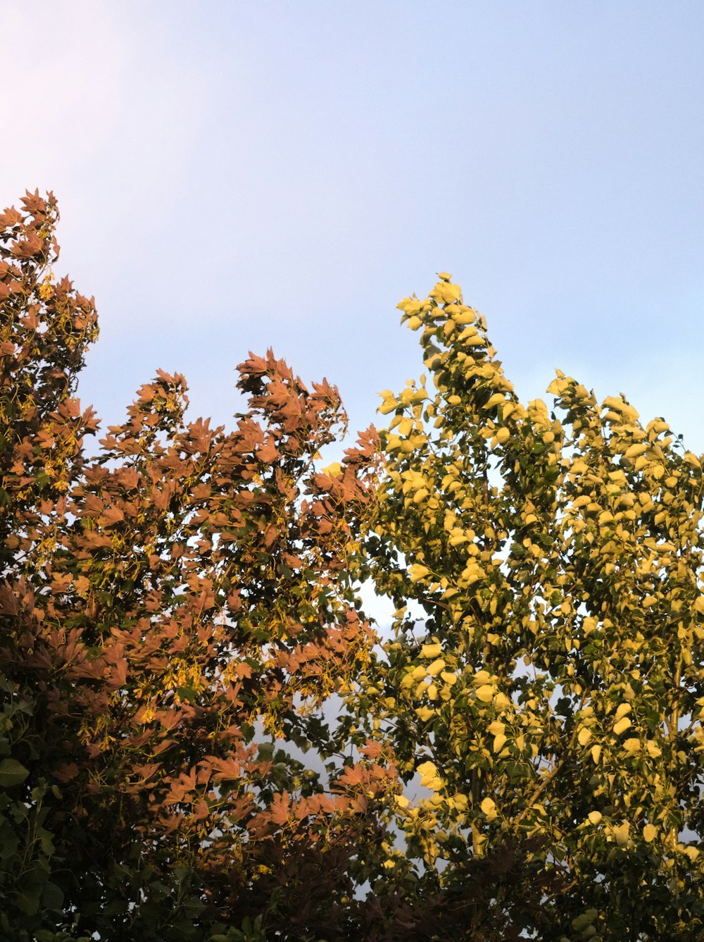 alberi con foglie gialle contro un cielo blu