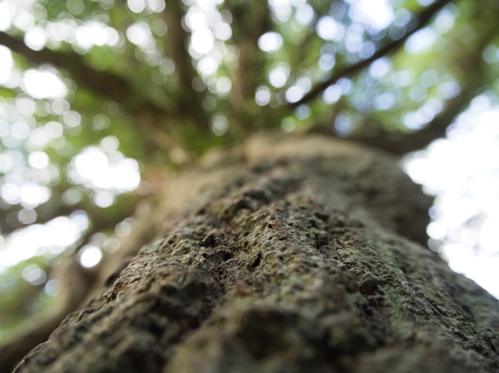 a close up view of a tree trunk