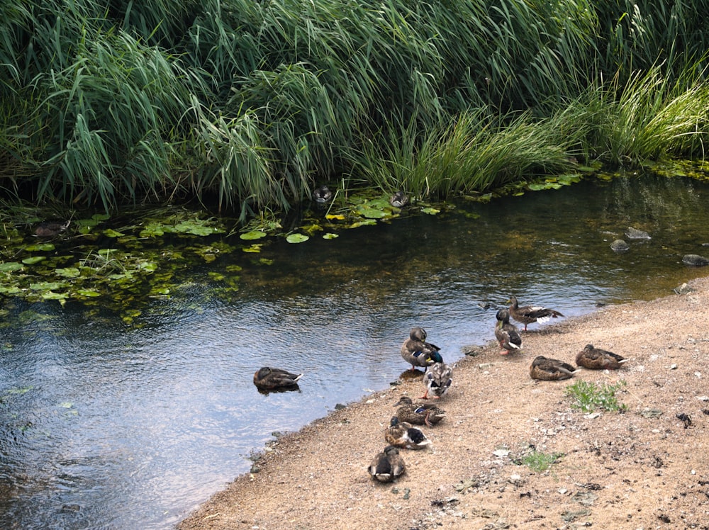 a group of ducks standing on the bank of a river