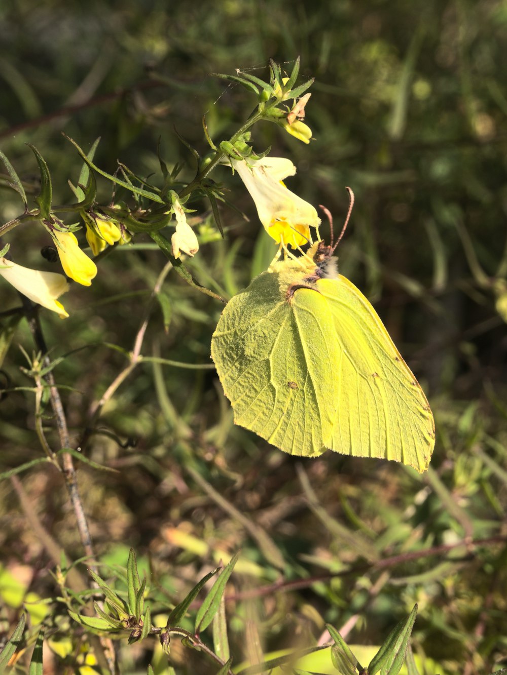 a yellow butterfly sitting on top of a leaf