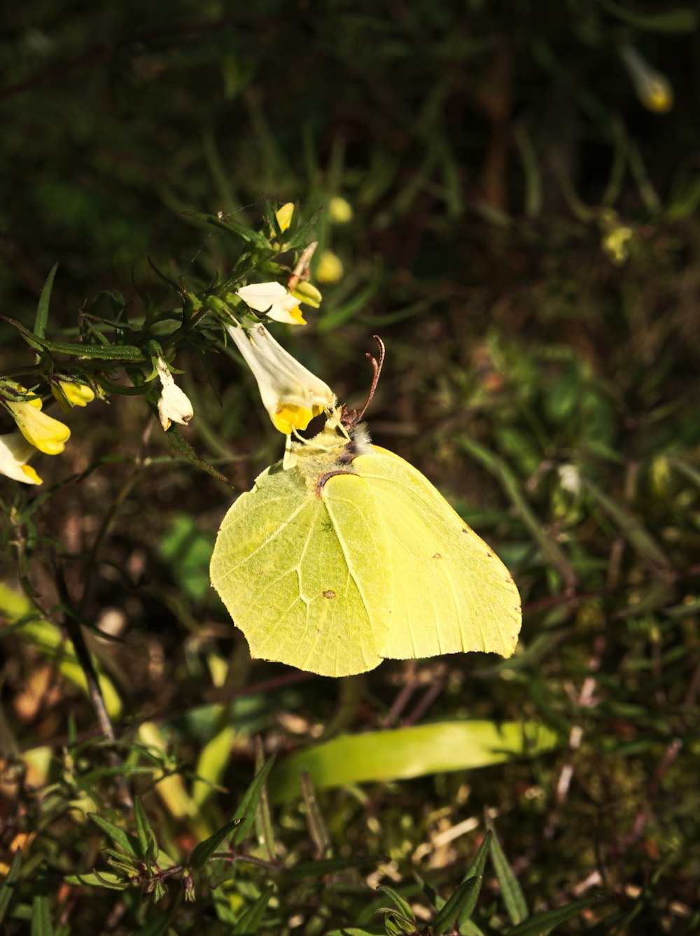 a yellow butterfly sitting on top of a leaf