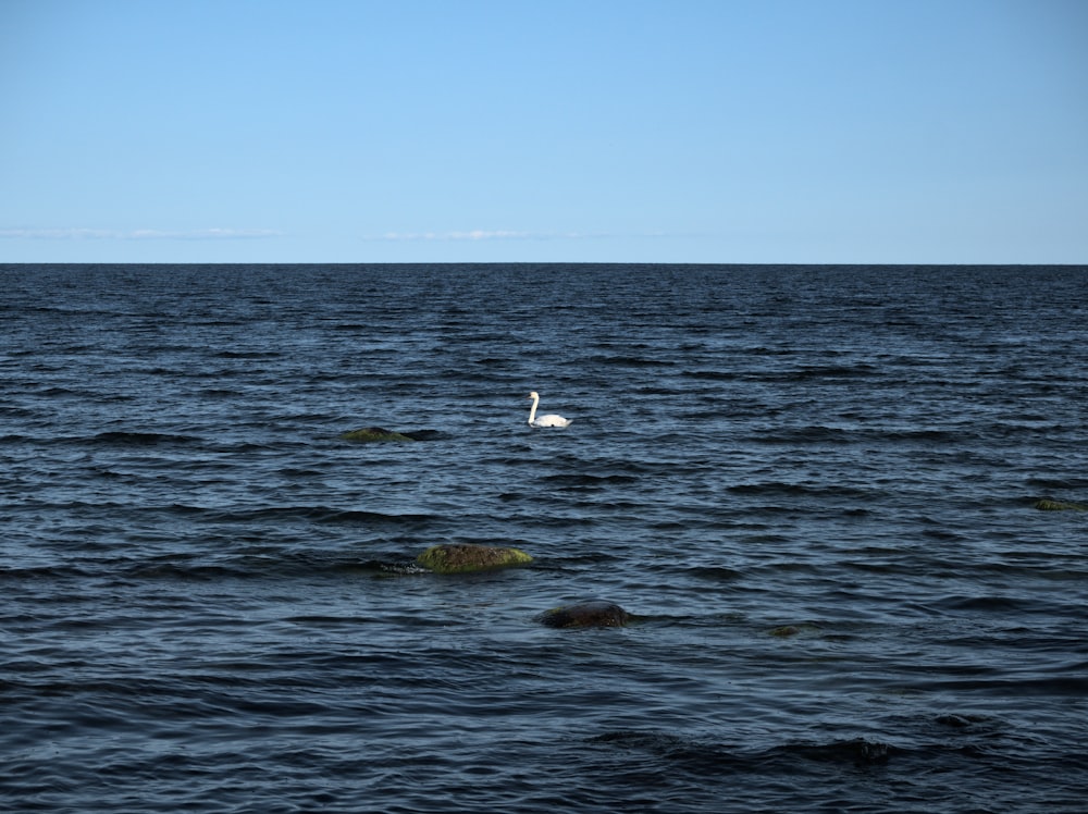 un uccello bianco che galleggia sopra un grande specchio d'acqua