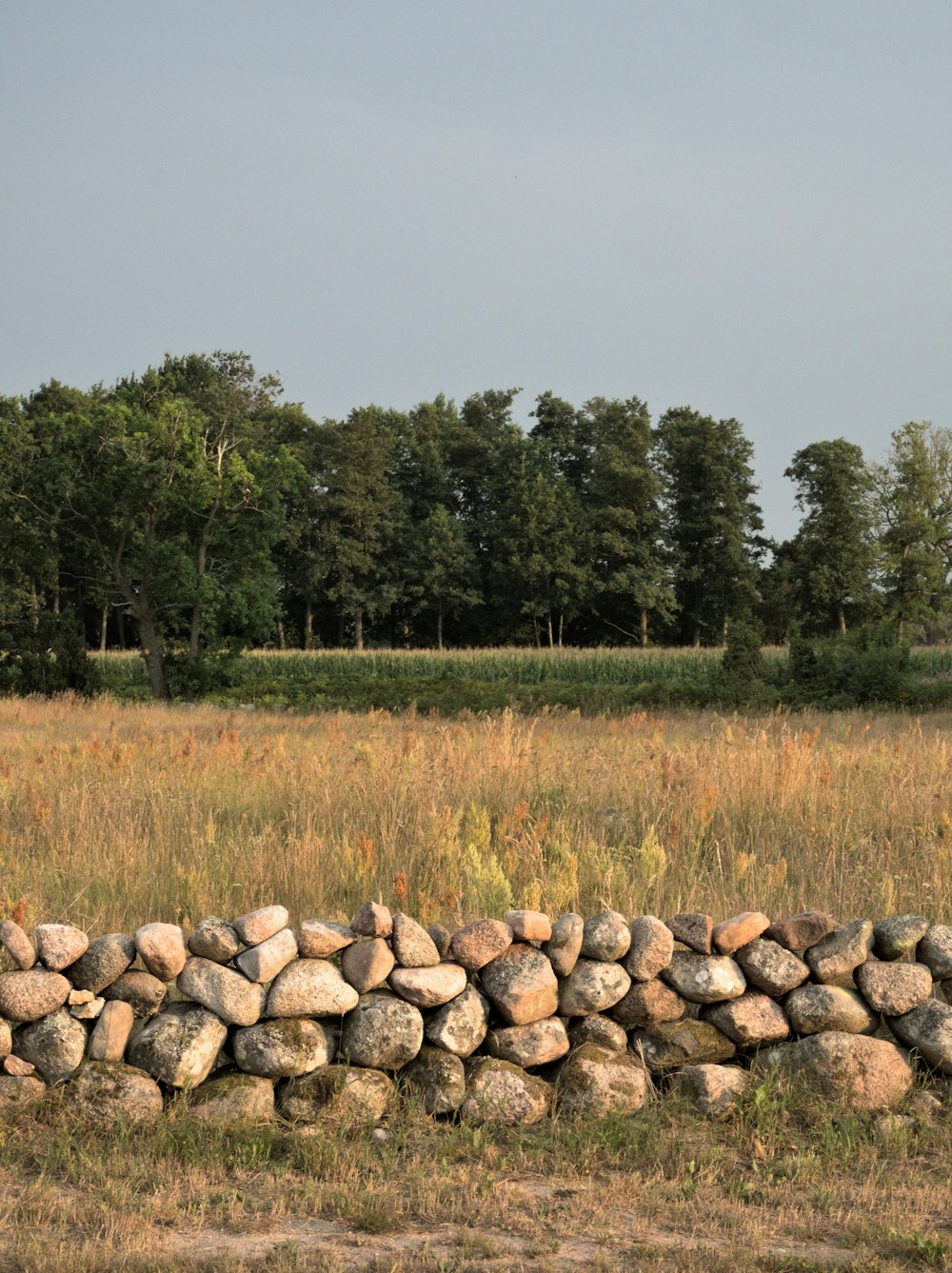 a cow standing next to a pile of rocks