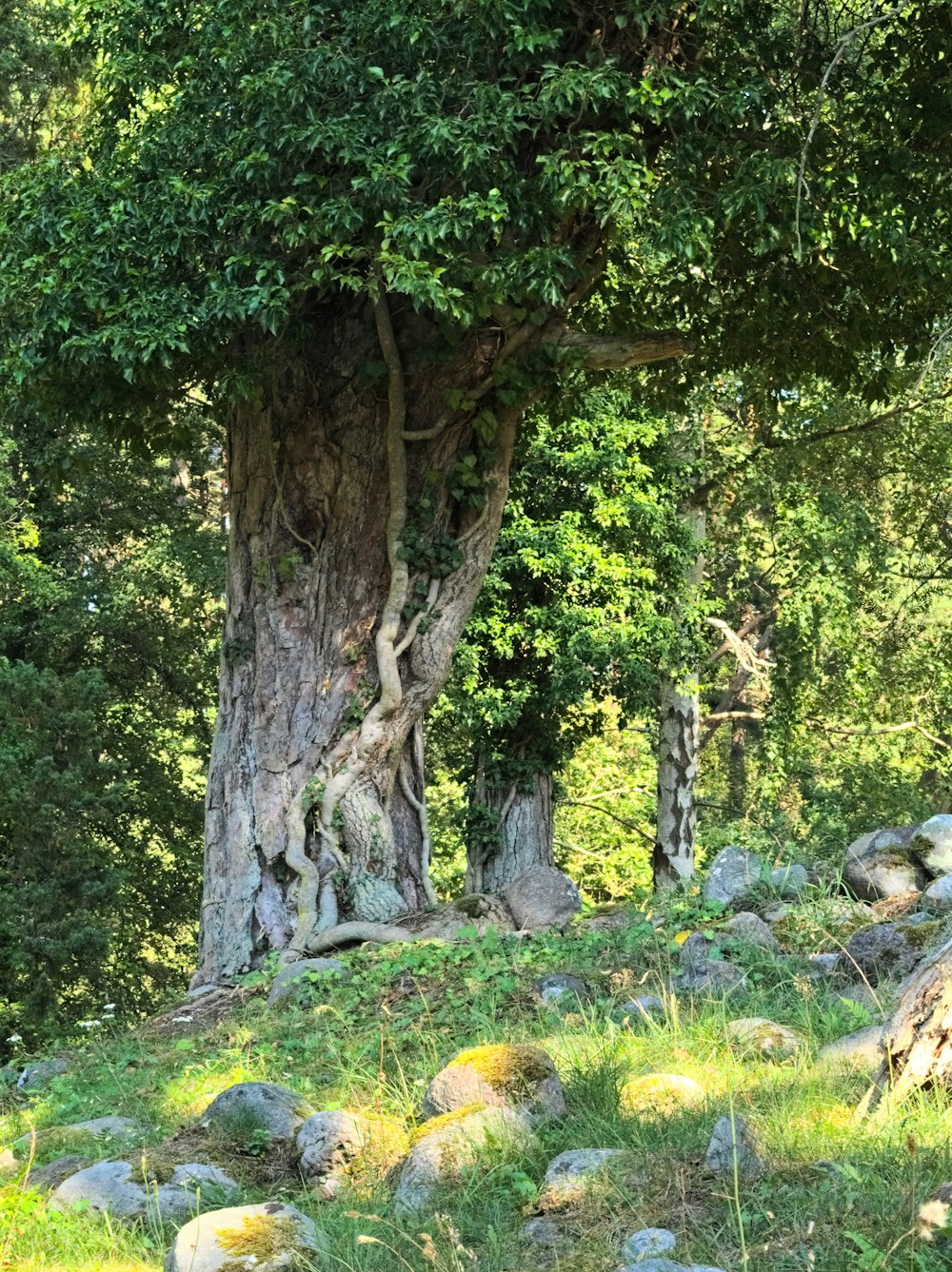 un grande albero seduto in cima a una collina verde lussureggiante