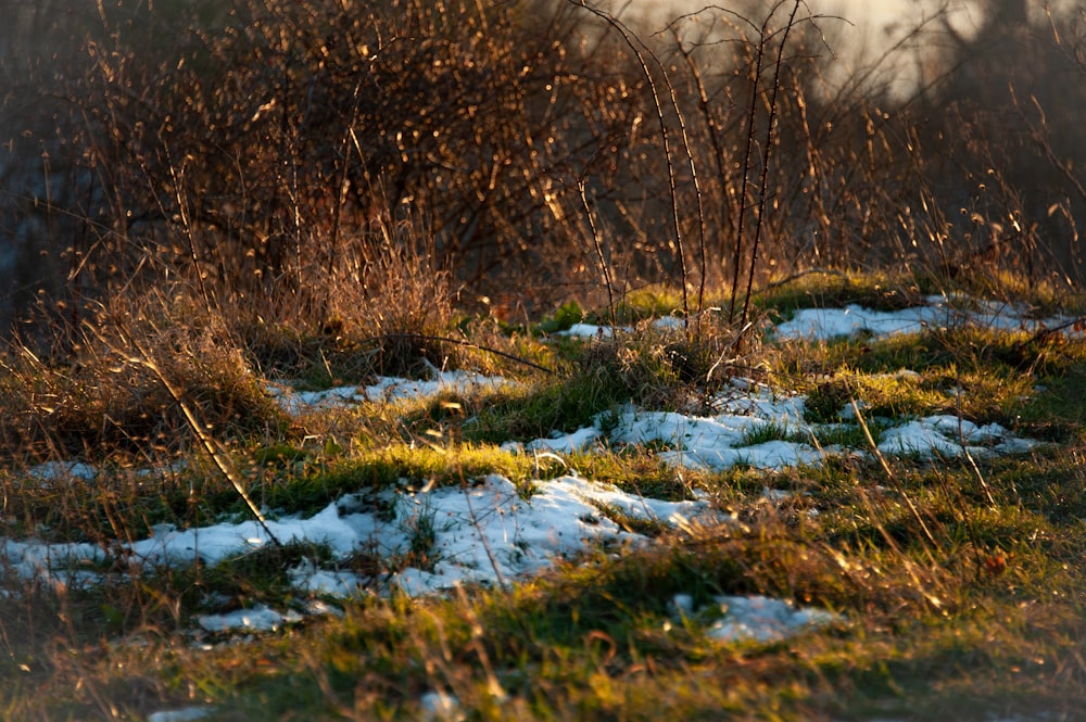 a grassy area with snow on the ground