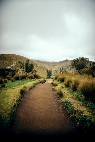 a dirt path in the middle of a grassy field