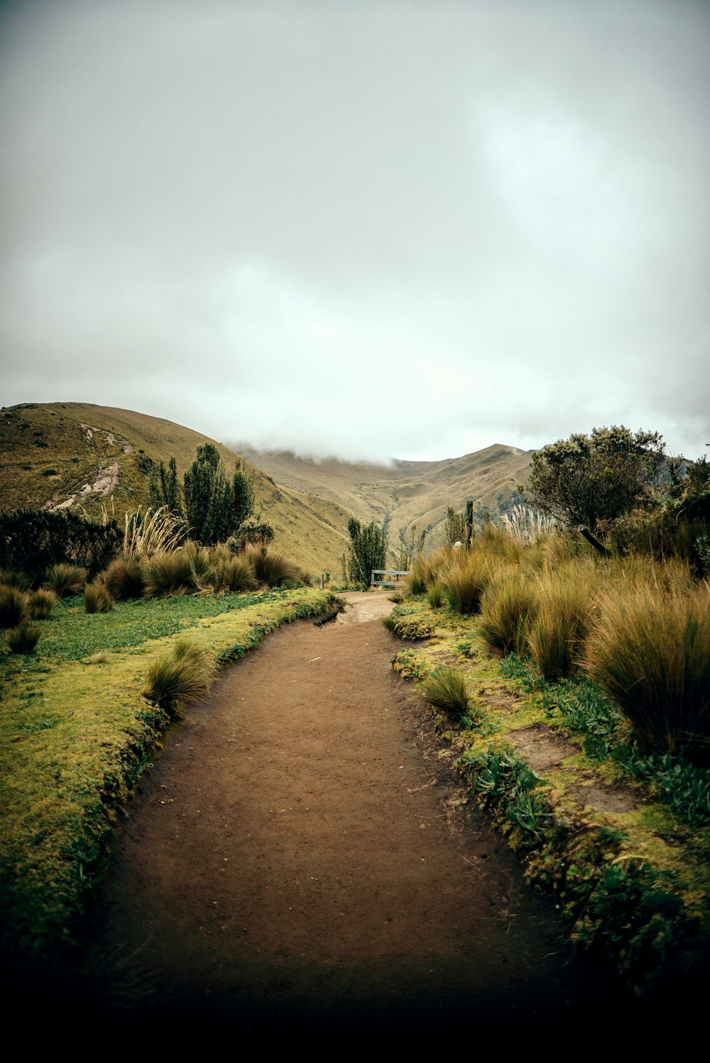 a dirt path in the middle of a grassy field