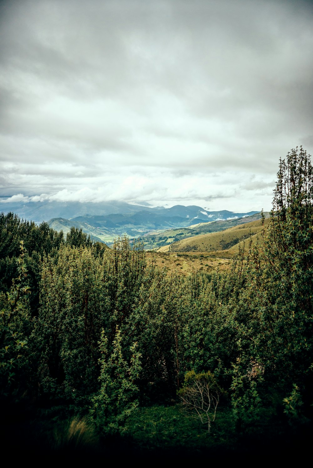 Un frondoso bosque verde lleno de muchos árboles