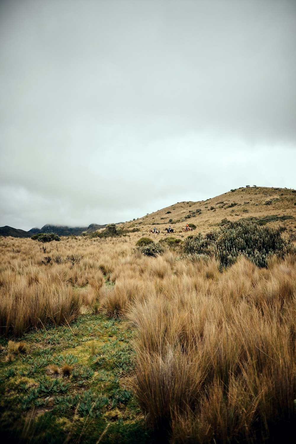 a grassy field with a hill in the background