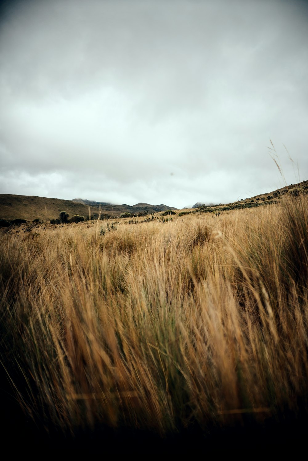 a field of tall grass with hills in the background