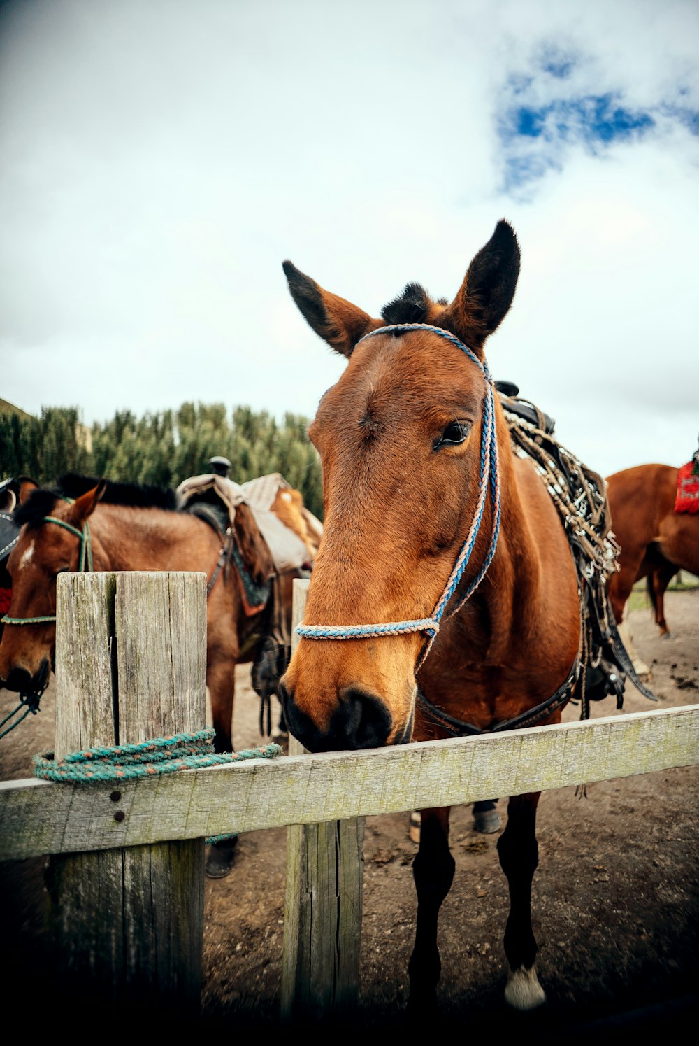 a brown horse standing next to a wooden fence