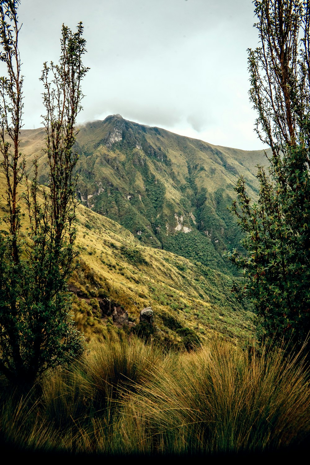 a view of a mountain from a grassy area