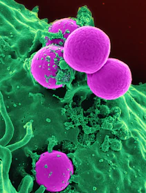 a group of purple and green cells in a blood vessel