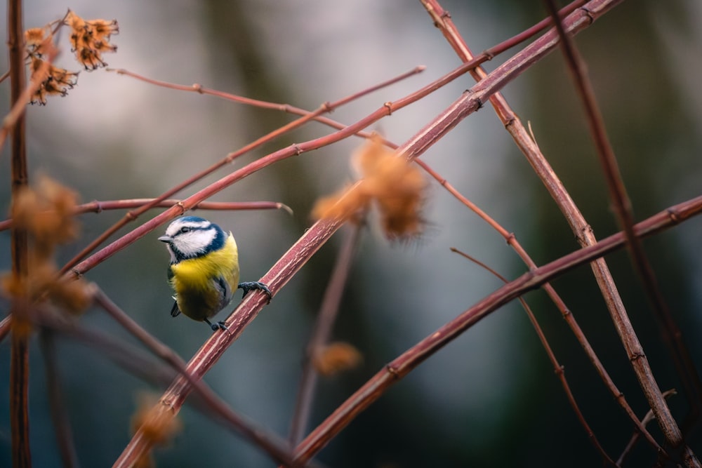 a small bird sitting on top of a tree branch