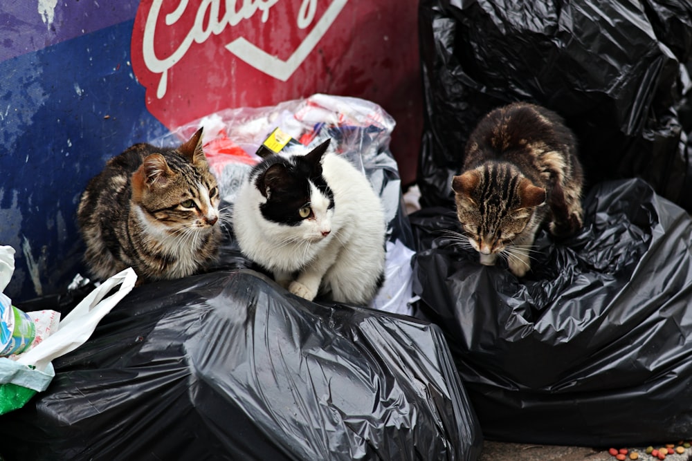 a group of cats sitting on top of a pile of garbage