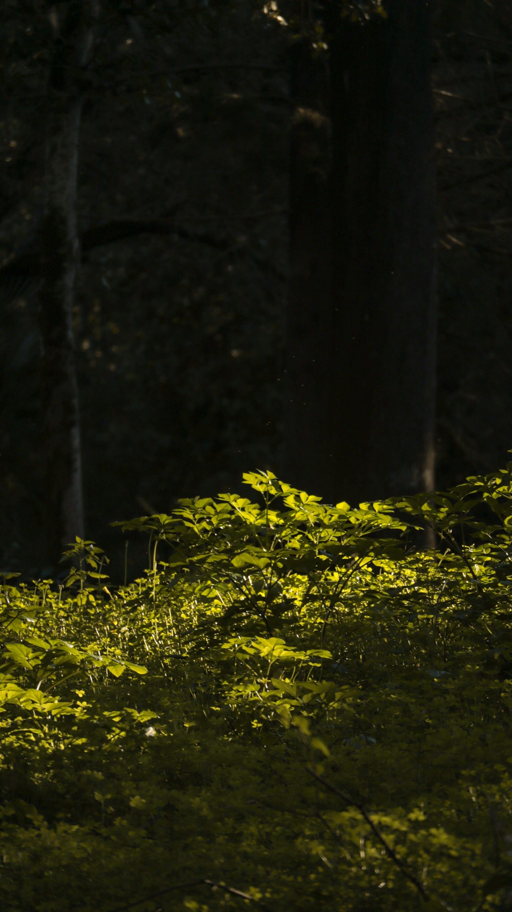 the sun shines through the trees in the forest