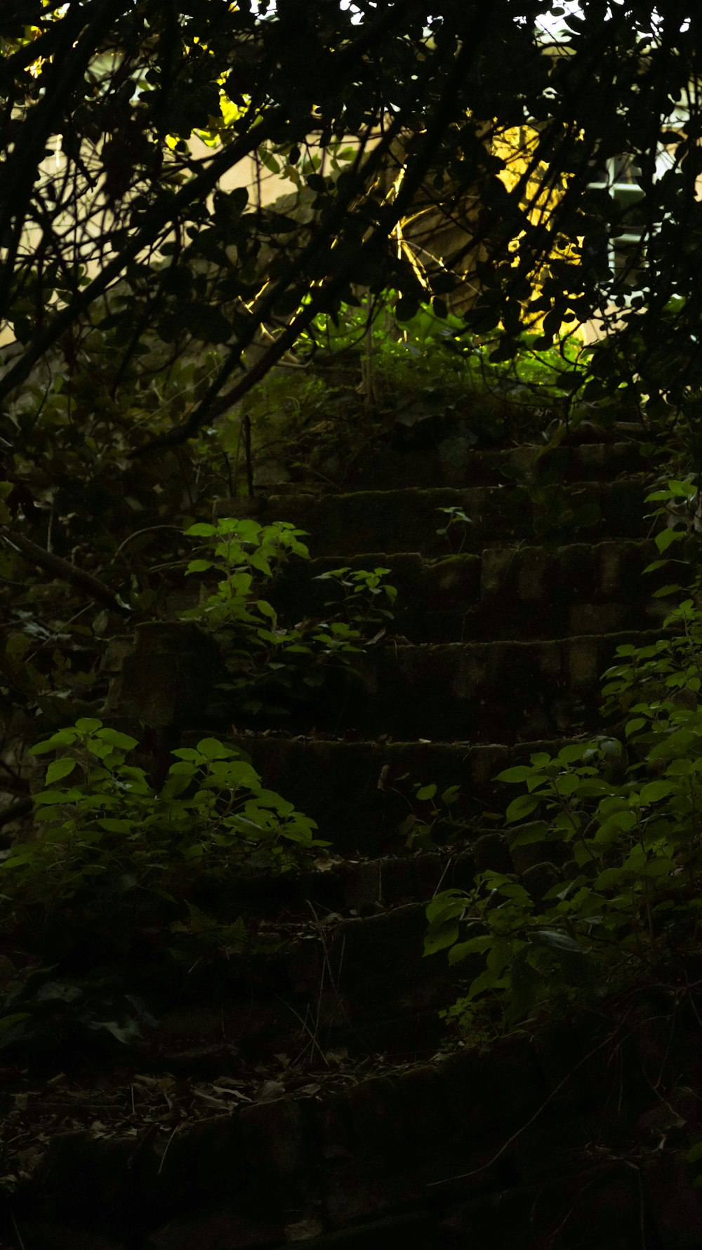 a stairway in a wooded area with trees and bushes