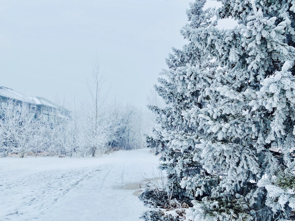 a snow covered road next to a snow covered forest