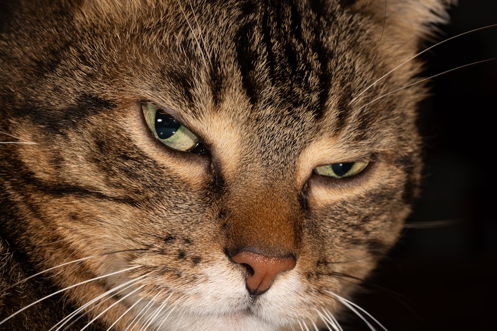 a close up of a cat with green eyes