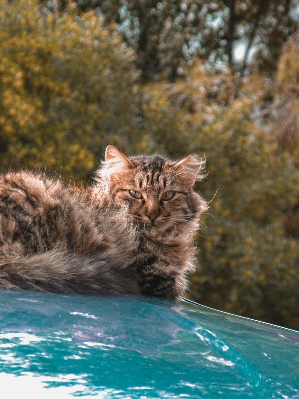 Un gato acostado encima de un coche azul