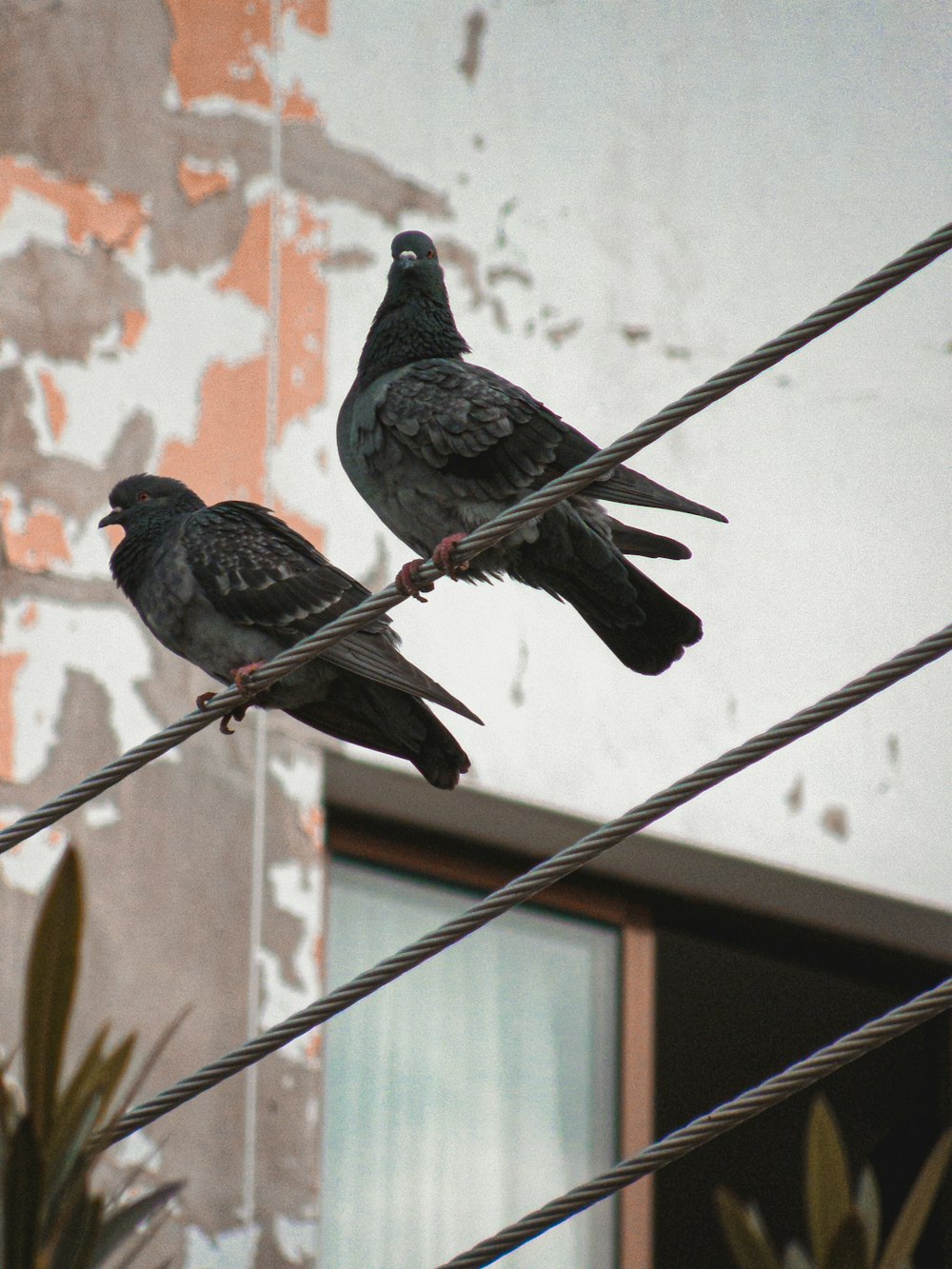 Dos pájaros sentados en un alambre al lado de un edificio