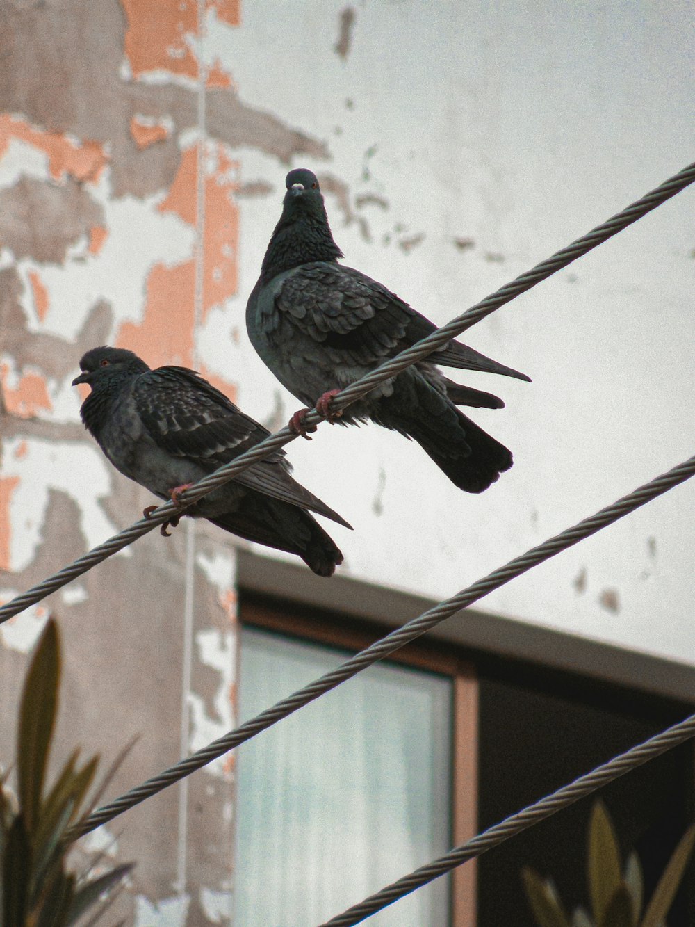 two birds sitting on a wire next to a building