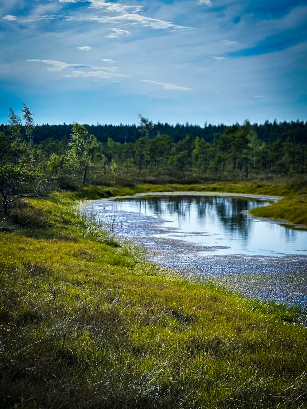 a body of water surrounded by lush green grass