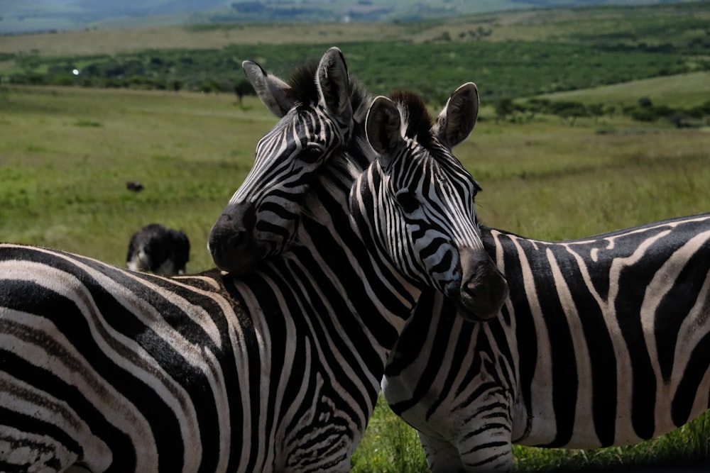 a couple of zebra standing next to each other on a lush green field