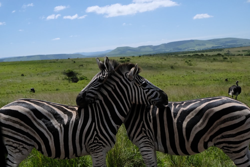a couple of zebra standing next to each other on a lush green field
