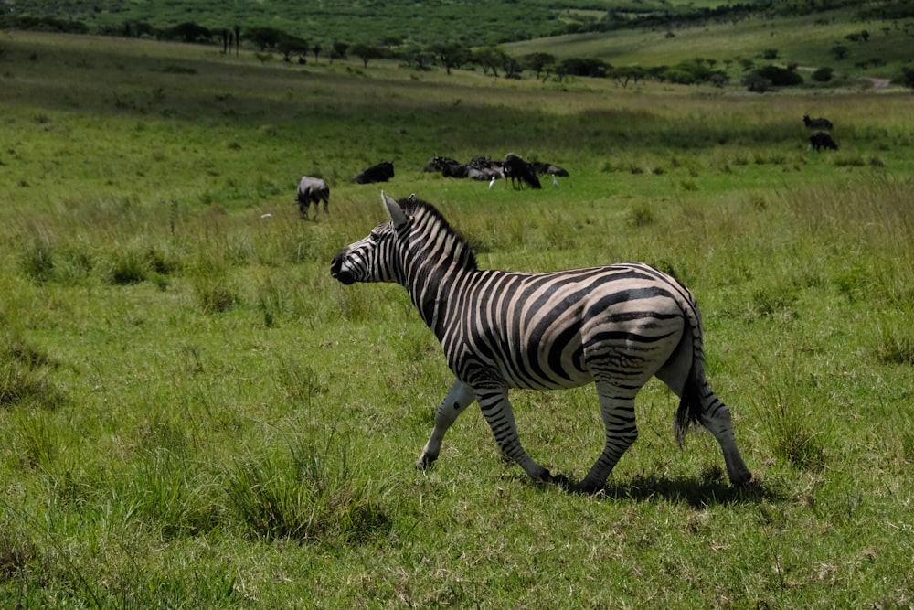 a zebra is walking through a grassy field