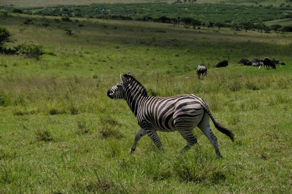 a zebra is running through a grassy field