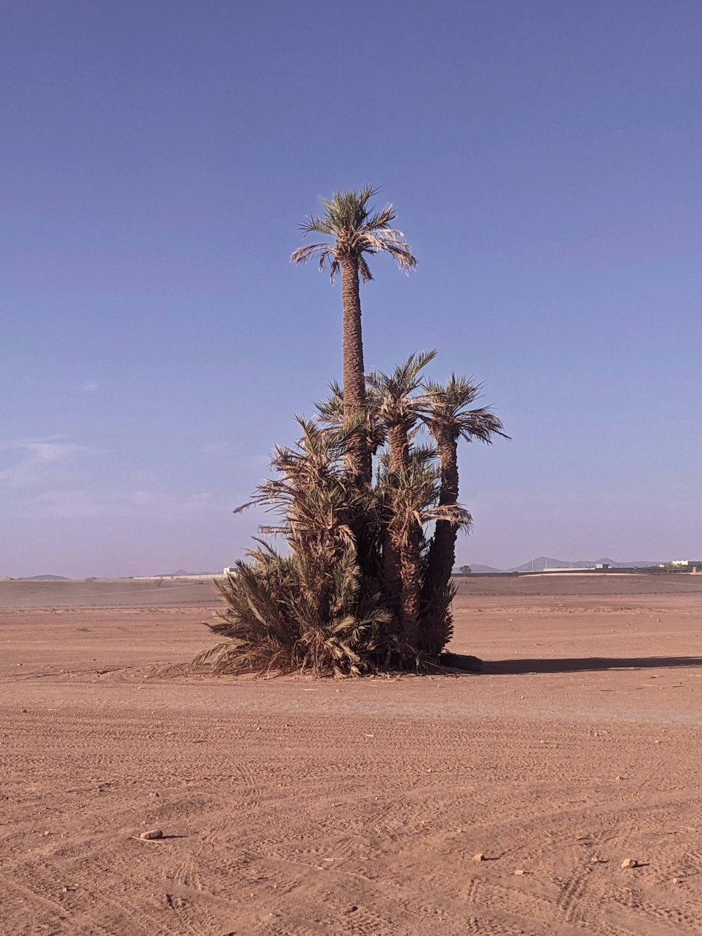 a couple of palm trees sitting in the middle of a desert