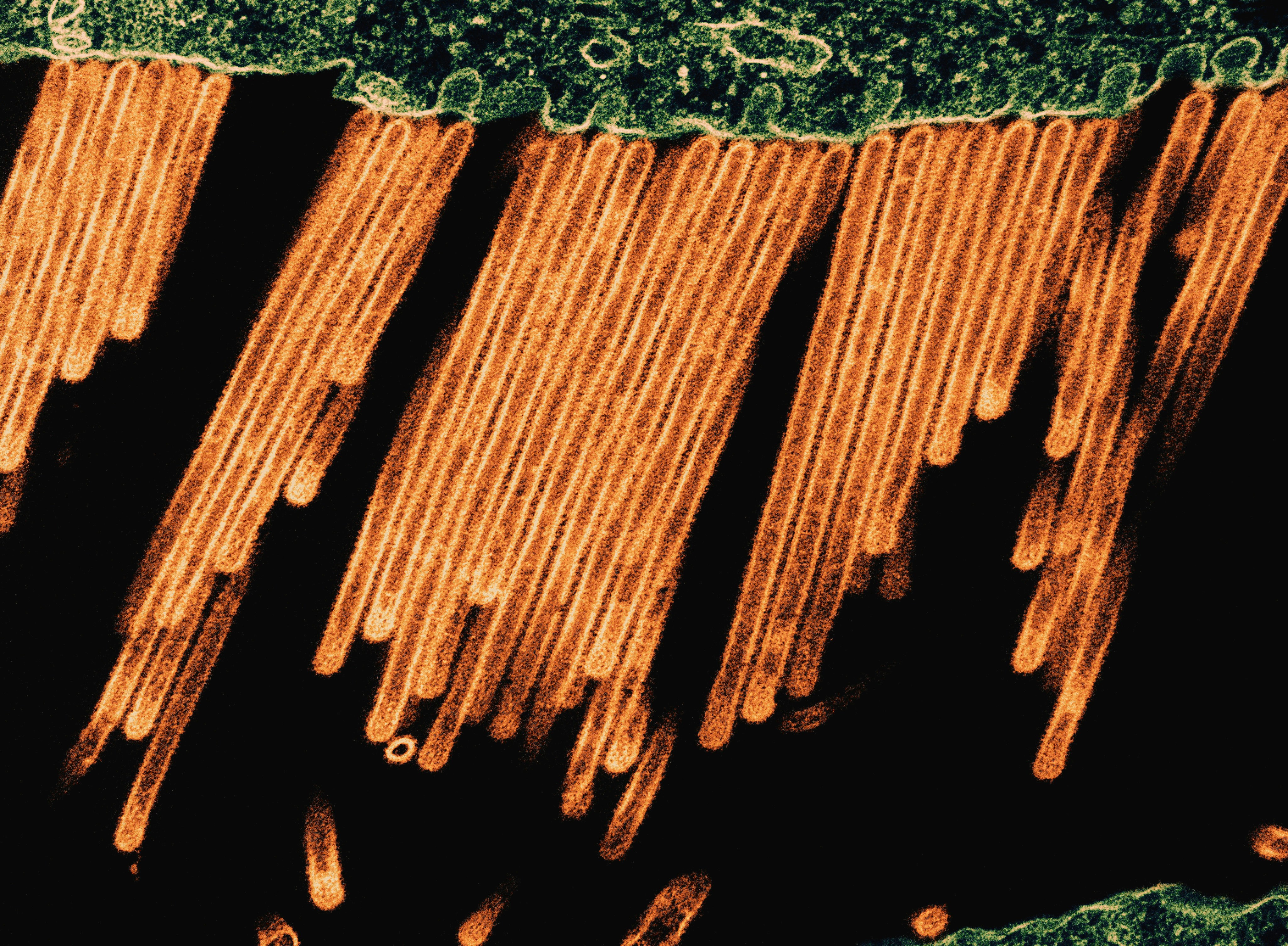 Una vista ravvicinata di una cellula vegetale