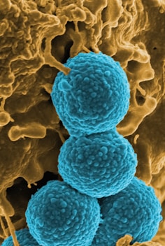 Health Vibes - gut microbiome contains trillions of microscopic organisms like bacteria