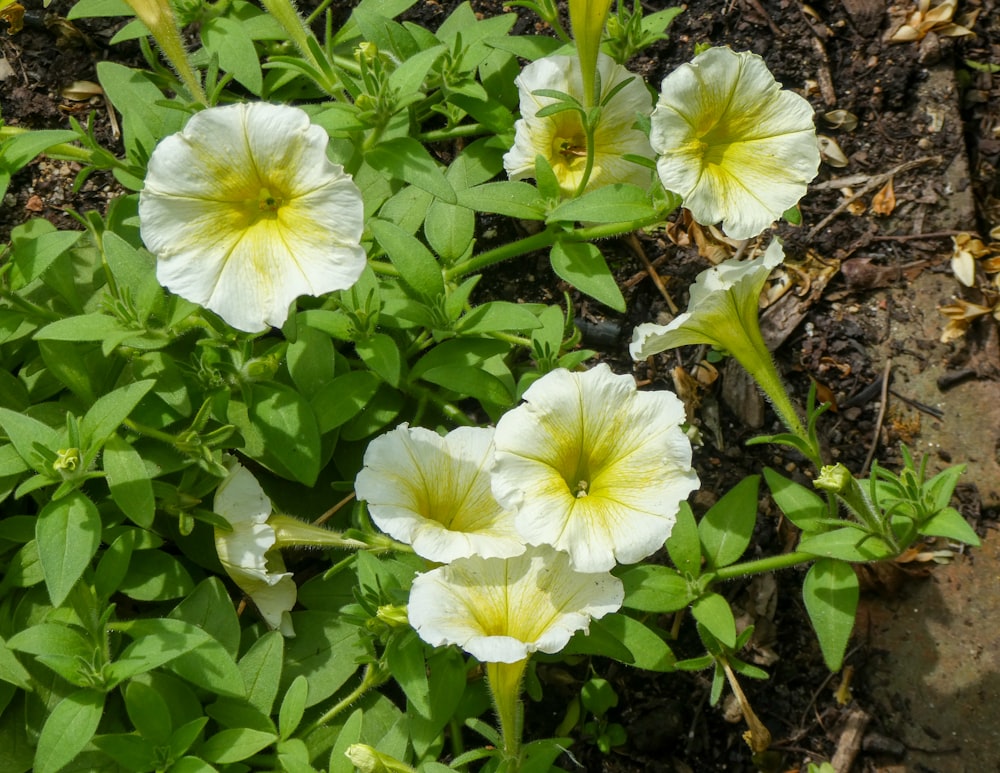 a group of white flowers with green leaves