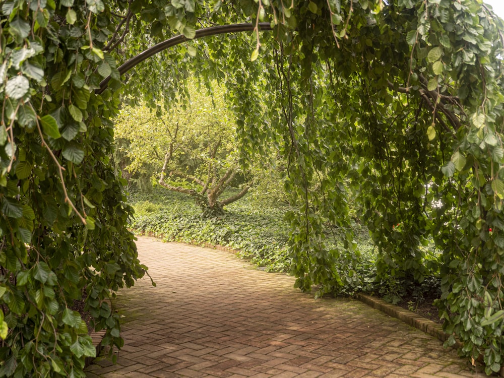 a brick walkway surrounded by lush green trees