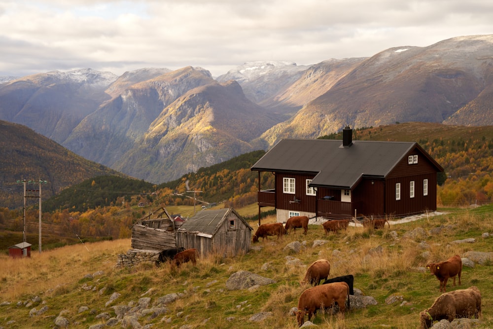 a herd of animals grazing on a lush green hillside