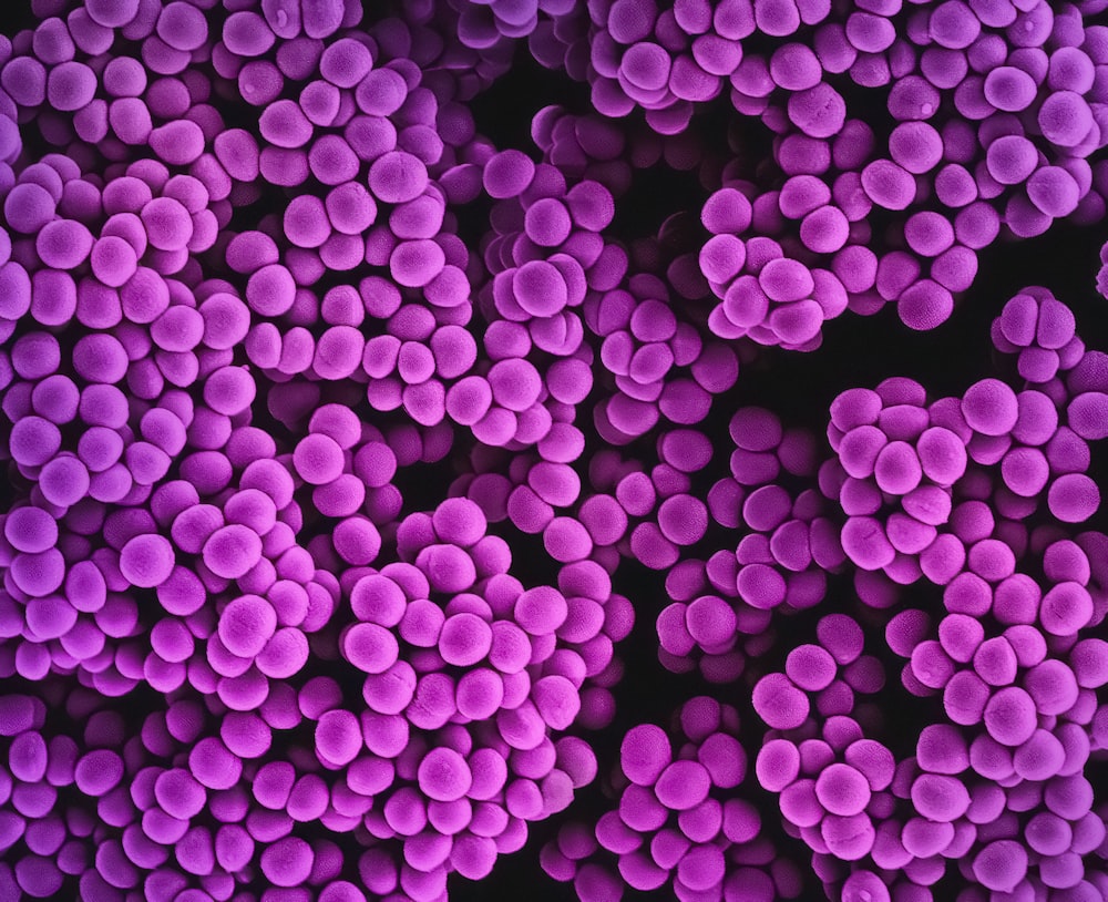 a close up of a bunch of purple flowers