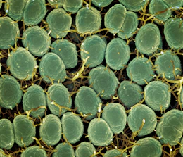a close up of a bunch of green plants