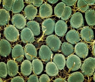 microalgae growing