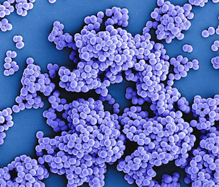 a close up of a bunch of purple pills