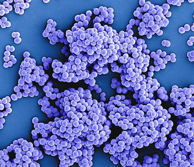 a close up of a bunch of purple pills