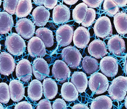 a close up of a bunch of cell phones
