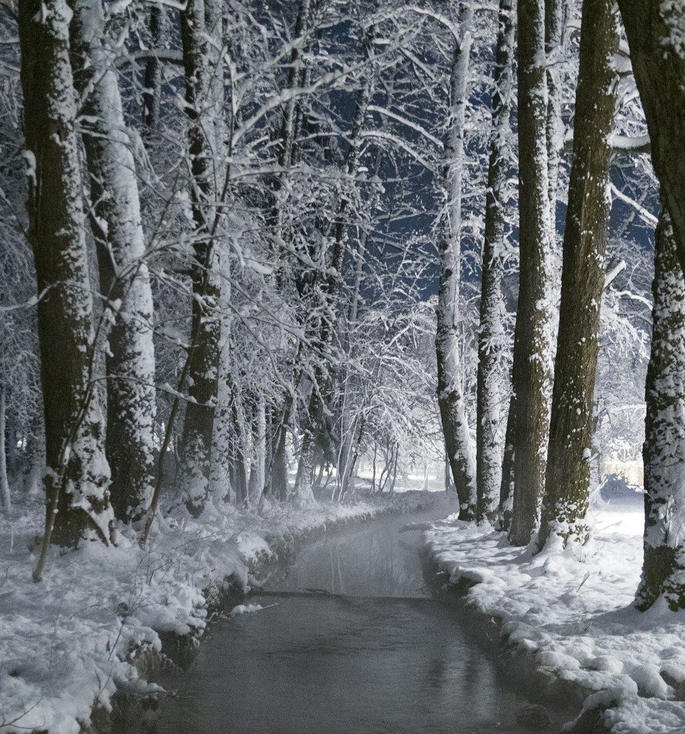 ein Bach, der durch einen verschneiten Wald fließt