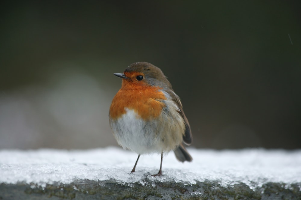 a small bird standing on top of a snow covered ground