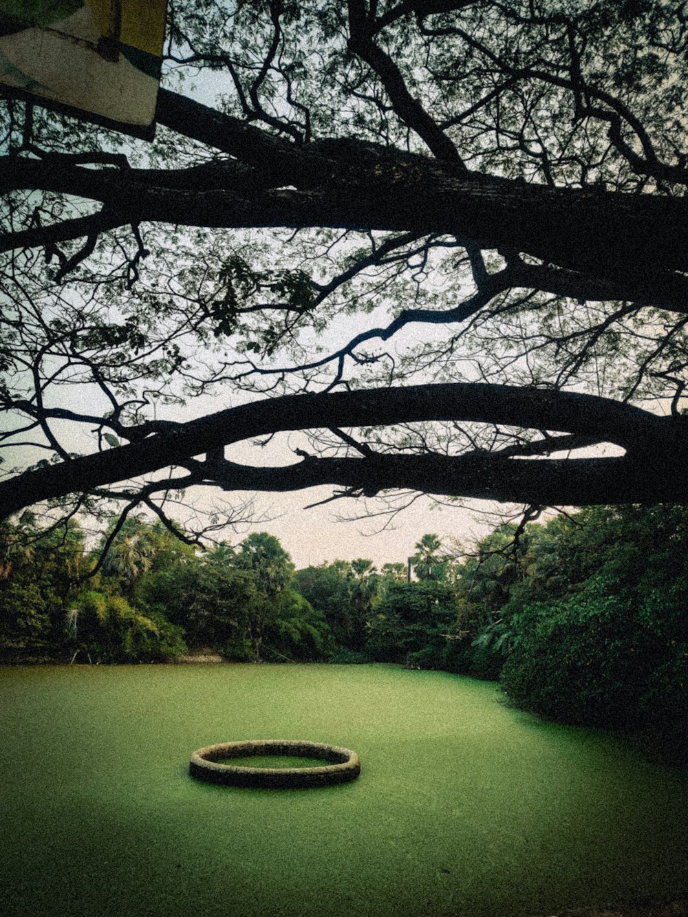 a large tree over looking a small pond