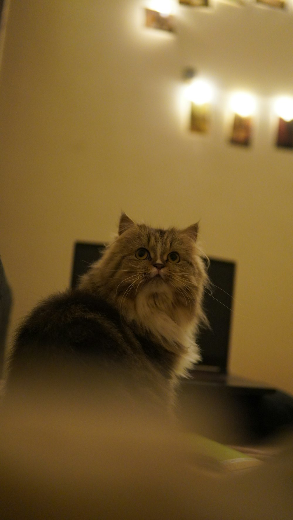 a cat sitting on top of a table next to a laptop computer