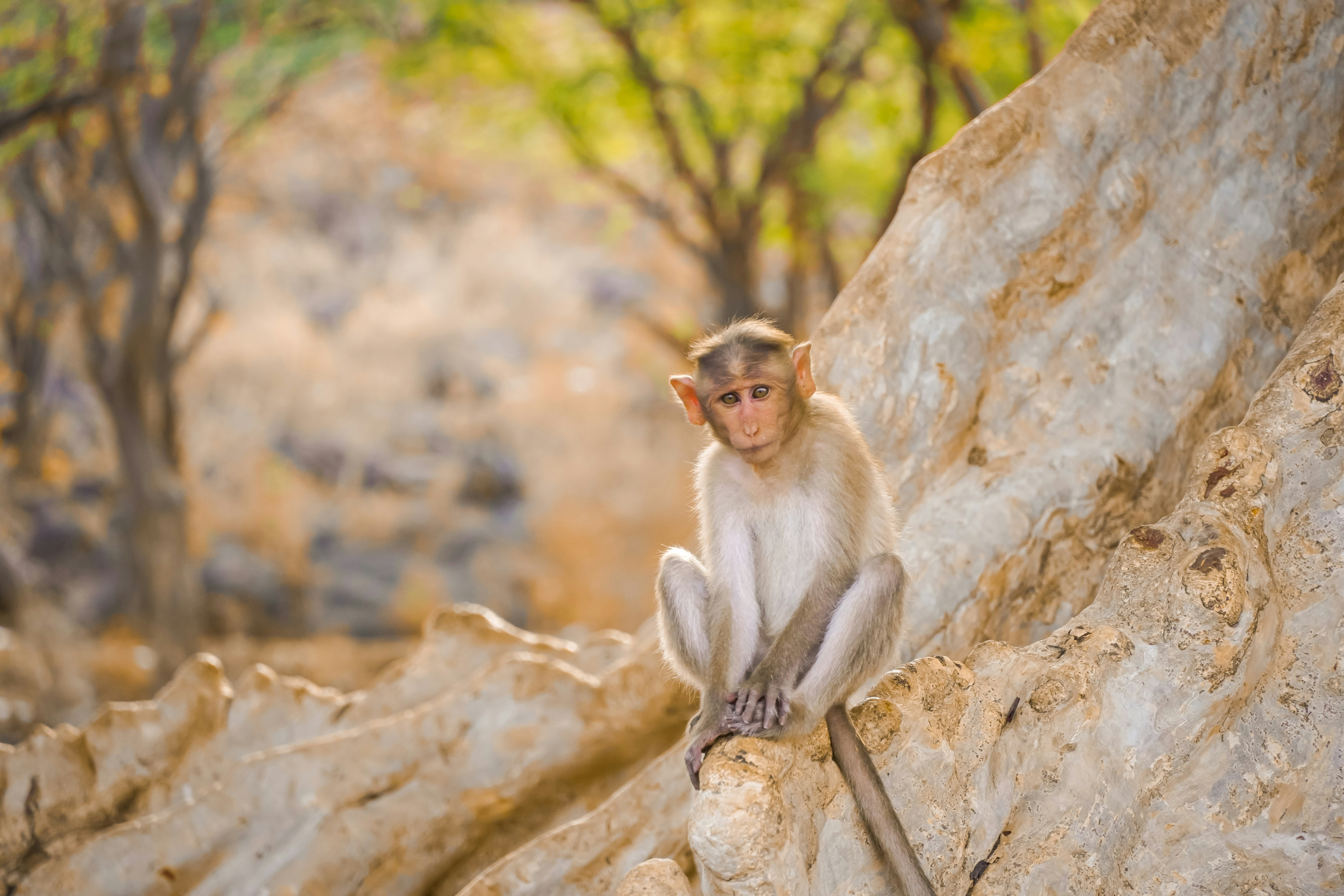 a monkey sitting on top of a large rock, Charming monkey in nature
