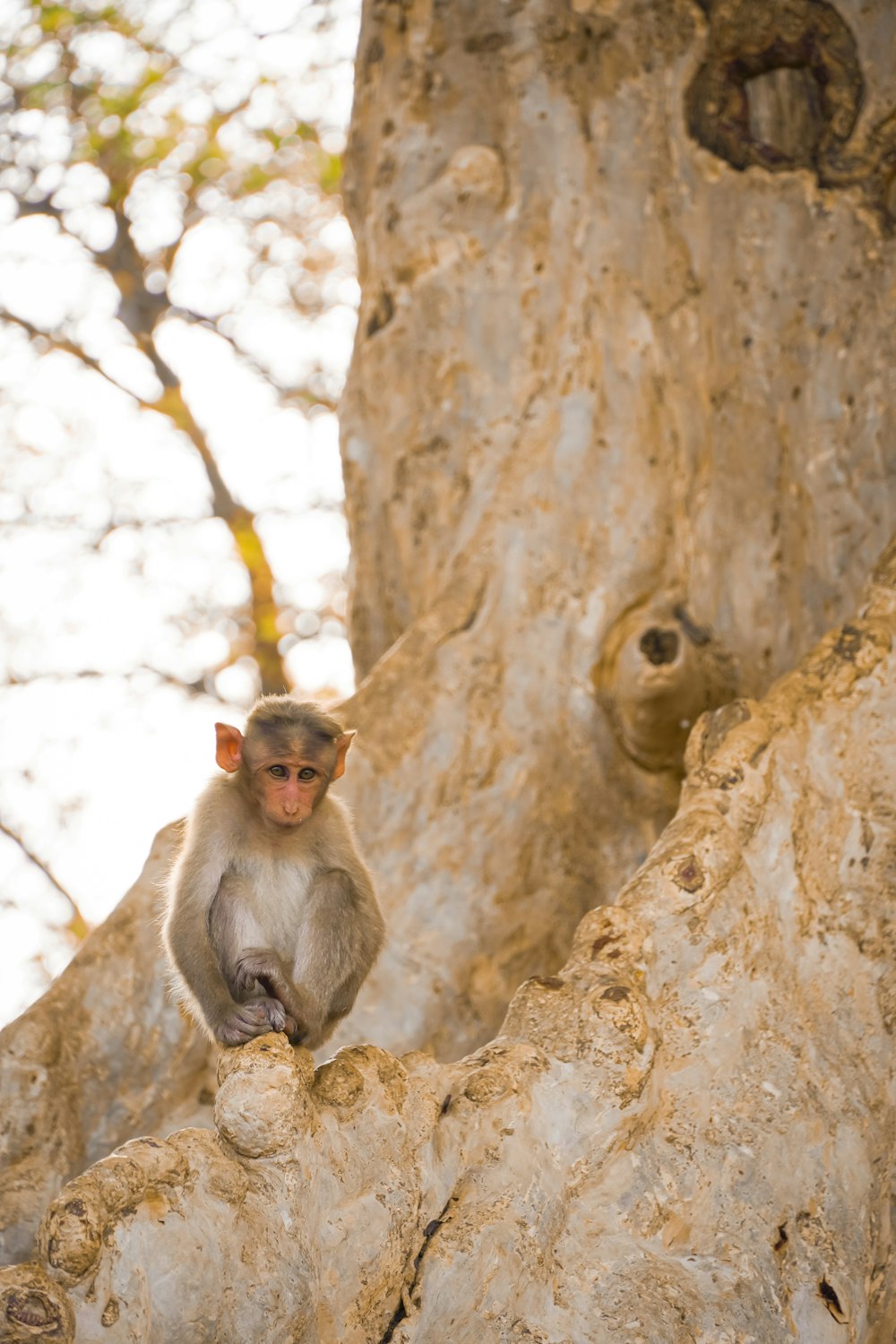 a monkey sitting on a rock in a tree