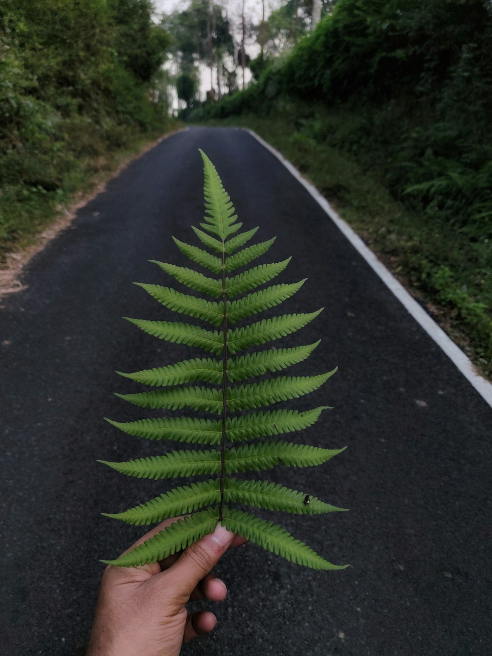 a person holding a green leaf on the side of a road